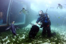 PENGUIN DIVING 1